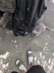 A grey cat loaf sitting on concrete floor, some bits of sunlight and shadows of leafs surround it. The photo is taken from the same perspective on before and they are wearing the same clothes but the place slightly changed.