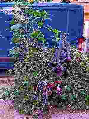 Photo of a bike locked outside, slowly overgrown by weeds. The further down a picture is listed on this page the worse it gets in quality until its content is barely visible.