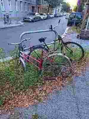 Photo of a bike locked outside, slowly overgrown by weeds. The further down a picture is listed on this page the worse it gets in quality until its content is barely visible.