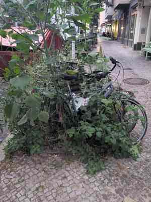 Photo of a bike locked outside, slowly overgrown by weeds. The further down a picture is listed on this page the worse it gets in quality until its content is barely visible.